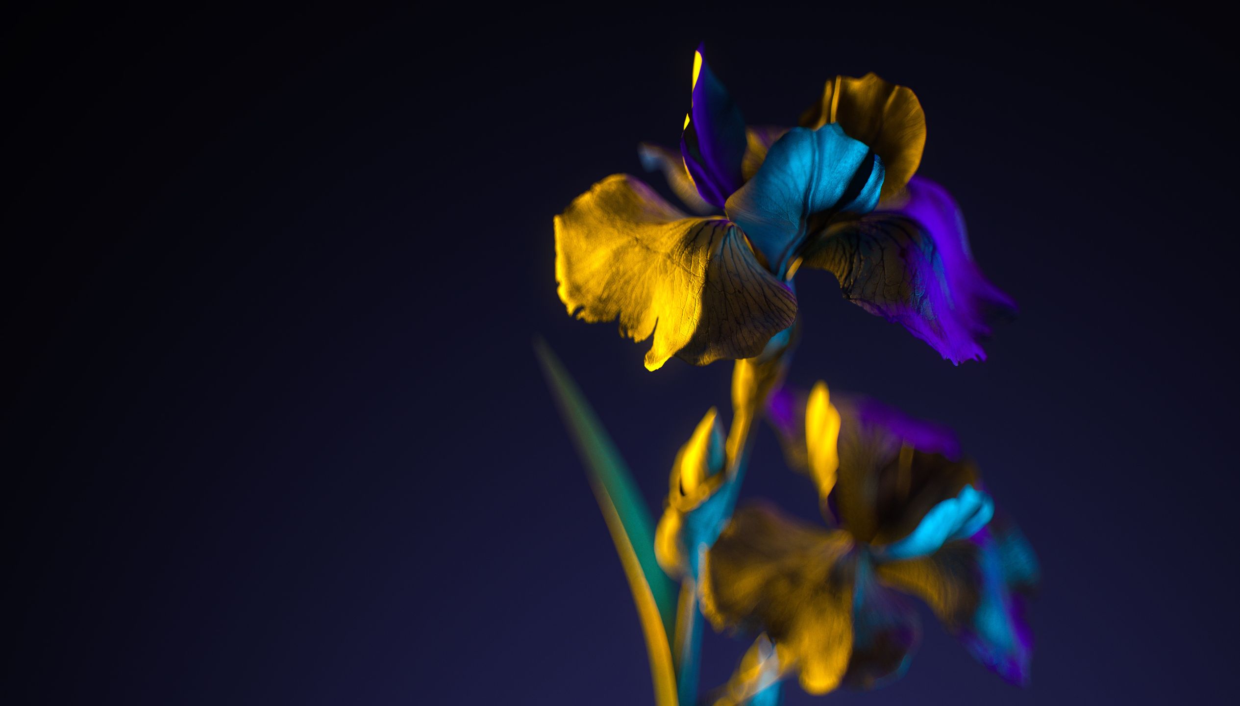 A close up of a flower with blue, purple and yellow petals, against a black background.