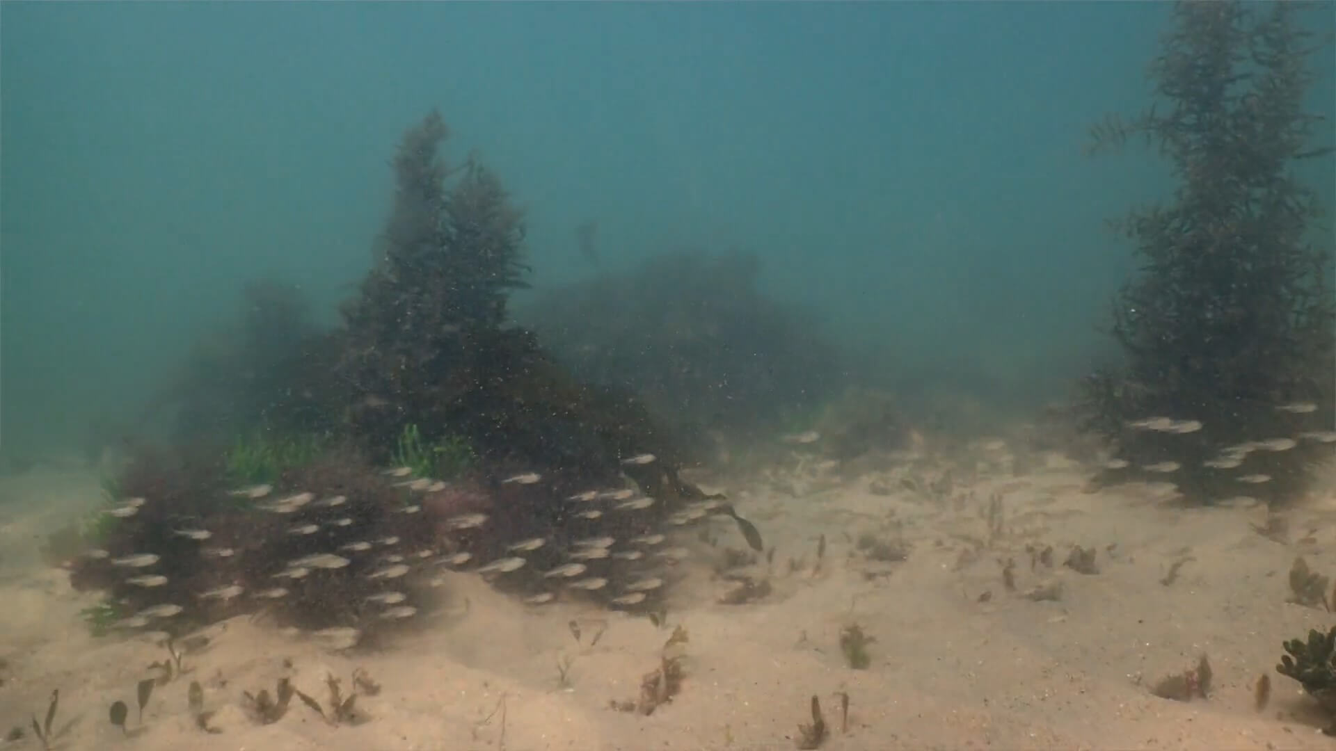 A group of fish swimming along the seabed, underwater.