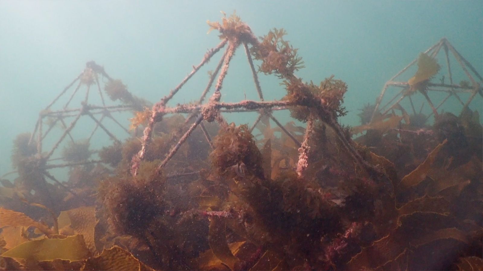 Reef starting to grow on the artificial reef pods made with marine-grade steel.