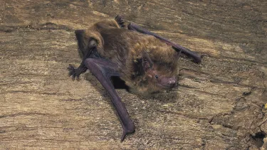 A Greater Board-nosed bat