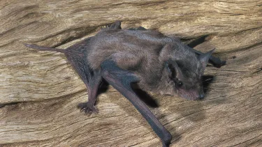 Eastern Coastal Free-tailed bat