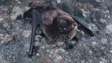 Large Bent-wing bat