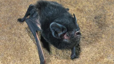 Large-eared Pied Bat