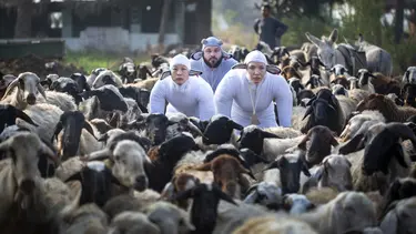 Three performers in sheep suits stand amongst a herd of real sheep.