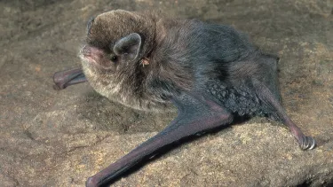 Little Bent-wing bat