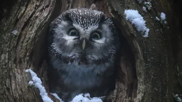 An owl emerges from a hole in a tree trunk. There are bits of snow around it.