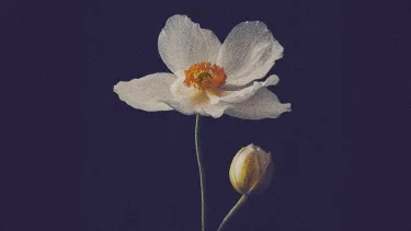 A white flower with a dark background.