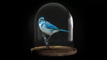 A blue and white bird in a glass contained stands on a wooden stalk