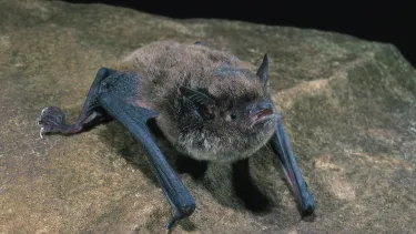 Southern Myotis