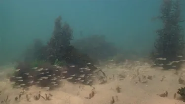 A group of fish swimming along the seabed, underwater.