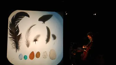 A shadow projection of a variety of different shaped feathers.