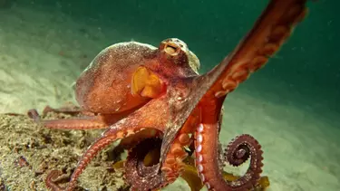 A brown octopus.