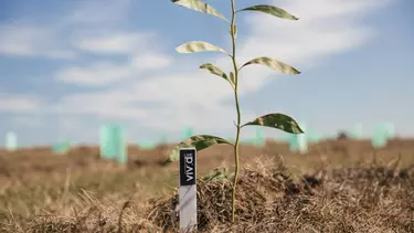 A small plant coming out of the soil.
