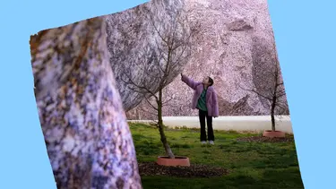 A child in a purple jacket stands in a grassed area looking up at and touching a large inflatable rock structure.