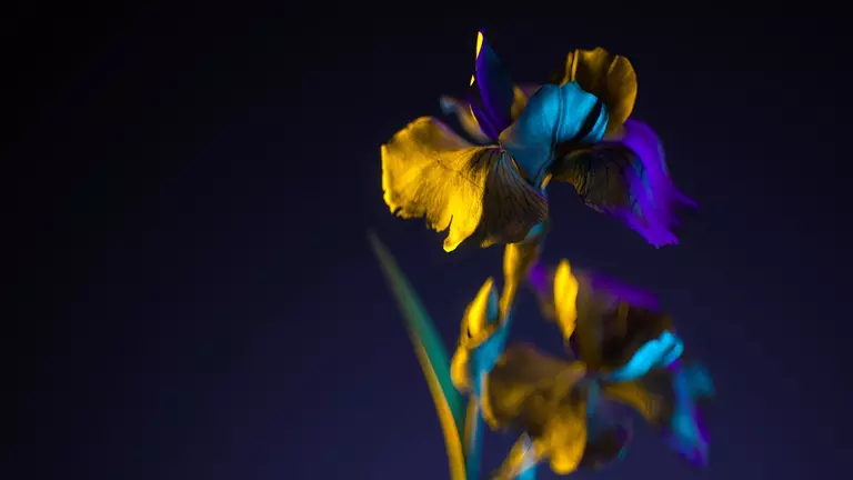 A close up of a flower with blue, purple and yellow petals, against a black background.