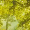 The sun shines through green leaves.
