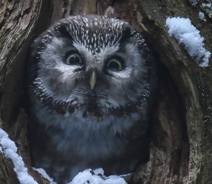 An owl emerges from a hole in a tree trunk. There are bits of snow around it.