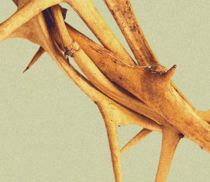 A crown of thorns.