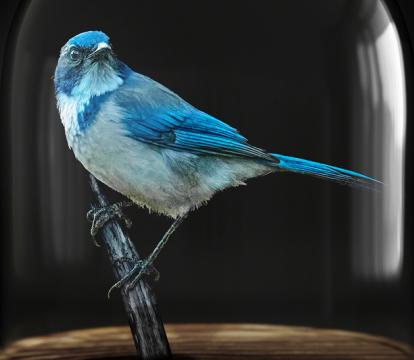 A blue and white bird in a glass contained stands on a wooden stalk