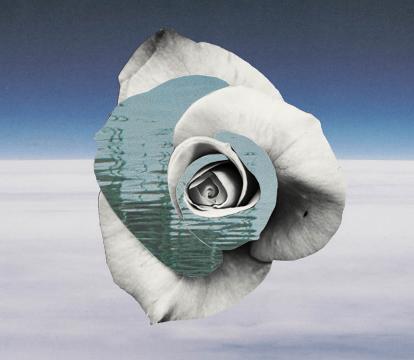 An animated white rose in space.