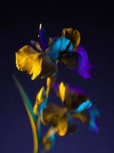 A close up of a flower with blue, purple and yellow petals, against a black background.