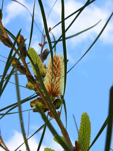 A spiky yellow plant against a blue sky.