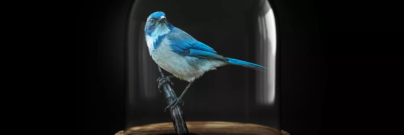 A blue and white bird in a glass contained stands on a wooden stalk