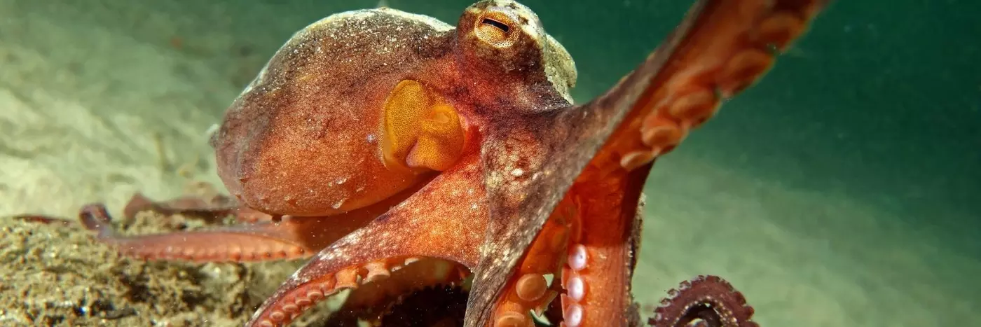A brown octopus.