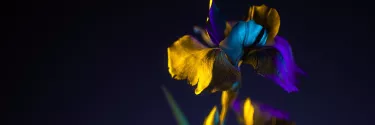 A close up of a flower with blue, purple and yellow petals, against a black background.