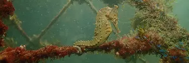 A sea horse close to the artificial reef pods.