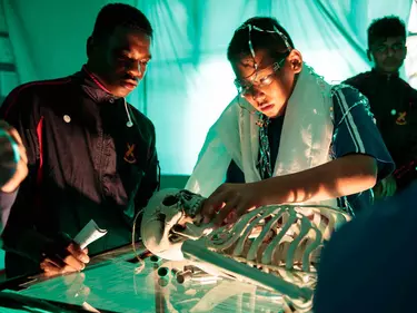Two boys studying a skeleton.